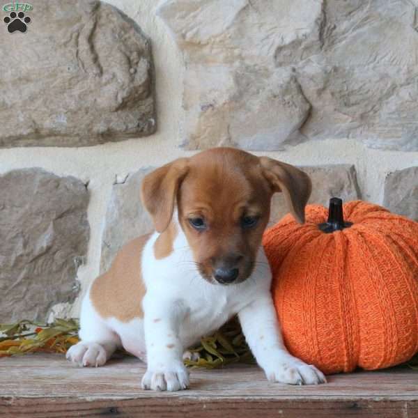 Archie, Jack Russell Terrier Puppy