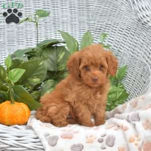 Archie, Mini Goldendoodle Puppy
