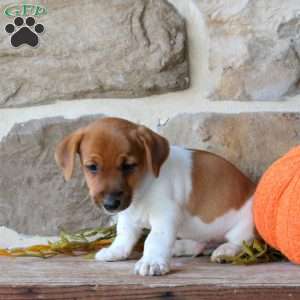 Archie, Jack Russell Terrier Puppy