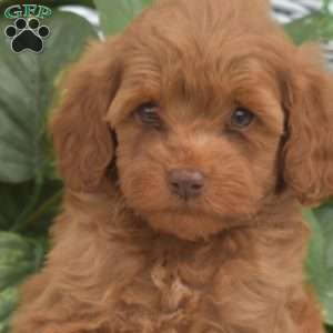 Archie, Mini Goldendoodle Puppy