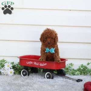 Archie, Cavapoo Puppy