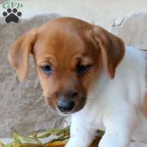 Archie, Jack Russell Terrier Puppy