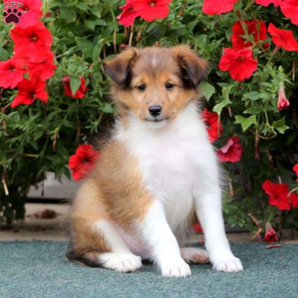 Archie, Sheltie Puppy