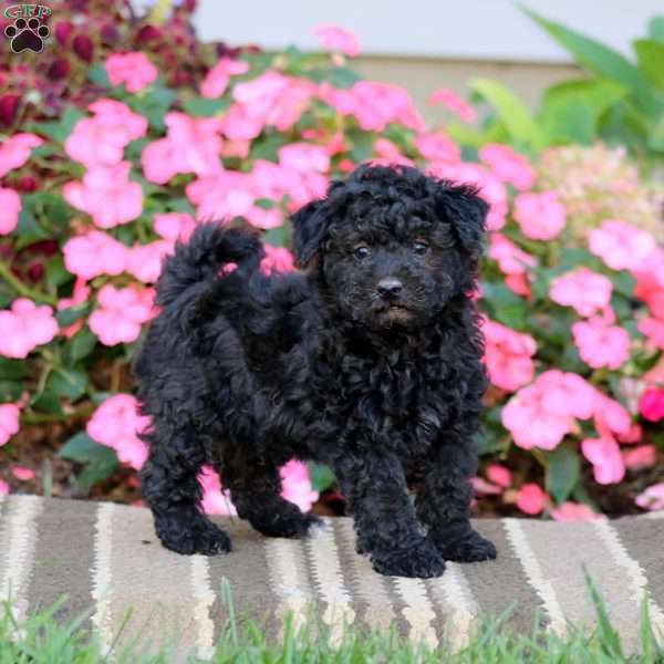Archie, Havapoo Puppy