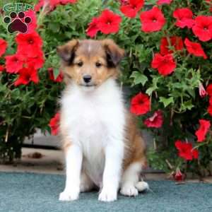 Archie, Sheltie Puppy