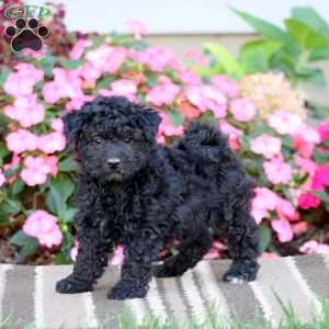 Archie, Havapoo Puppy