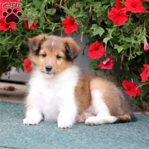 Archie, Sheltie Puppy