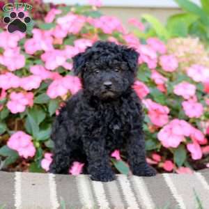 Archie, Havapoo Puppy