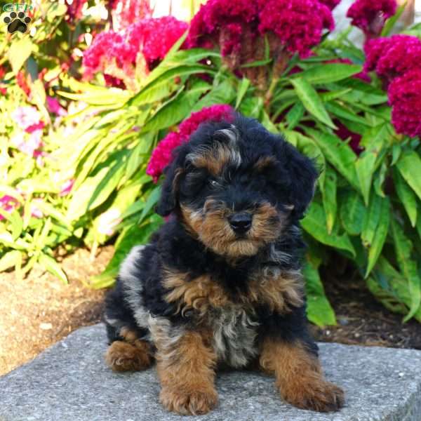 Archie, Miniature Poodle Puppy