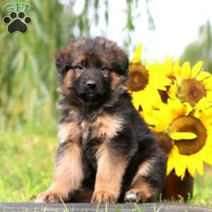 Arie, German Shepherd Puppy