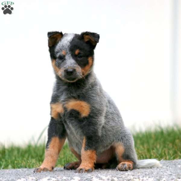 Arina, Blue Heeler – Australian Cattle Dog Puppy