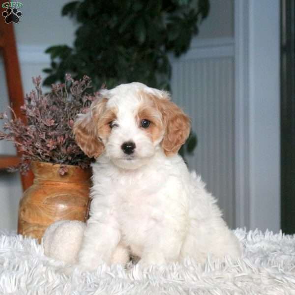 Arlo, Cavapoo Puppy