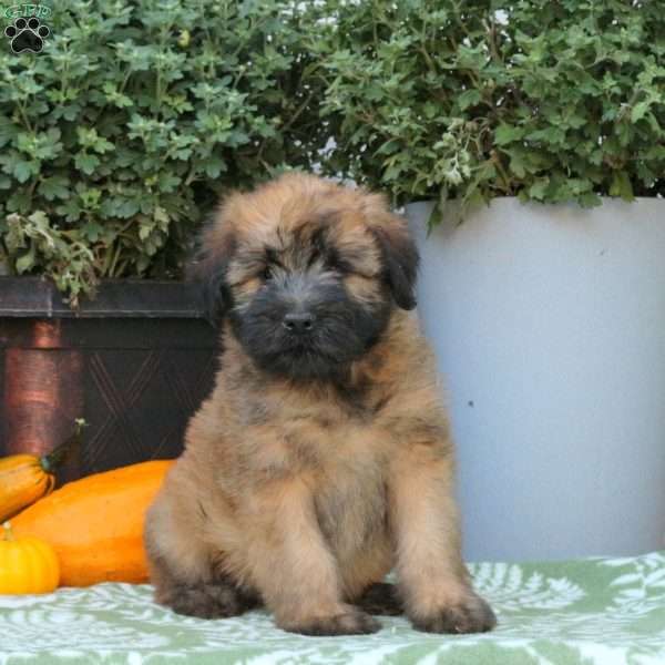 Arlo, Soft Coated Wheaten Terrier Puppy