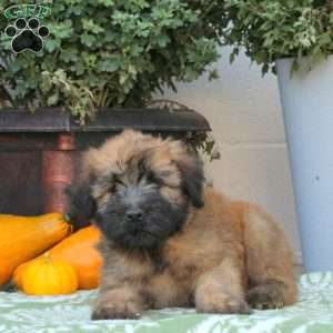 Arlo, Soft Coated Wheaten Terrier Puppy