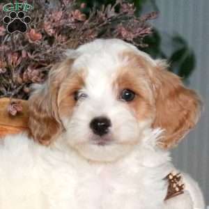 Arlo, Cavapoo Puppy