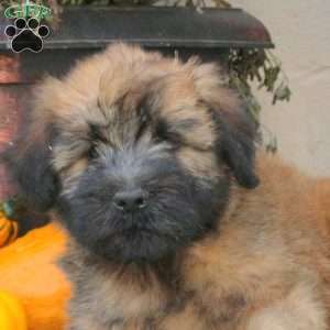 Arlo, Soft Coated Wheaten Terrier Puppy