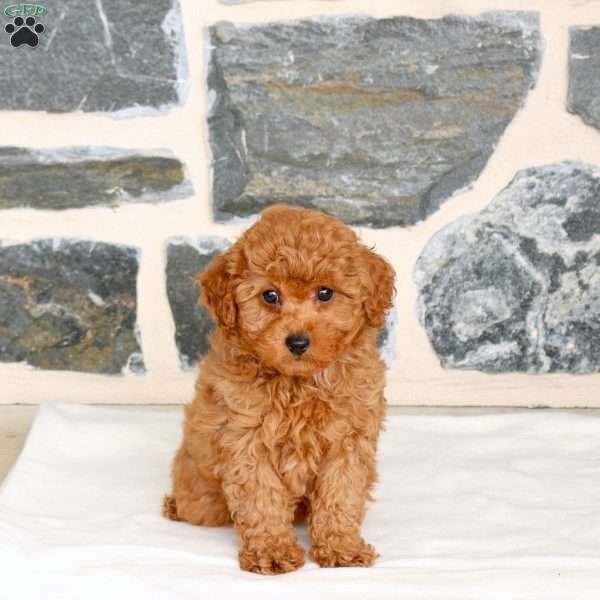 Arlo, Toy Poodle Puppy