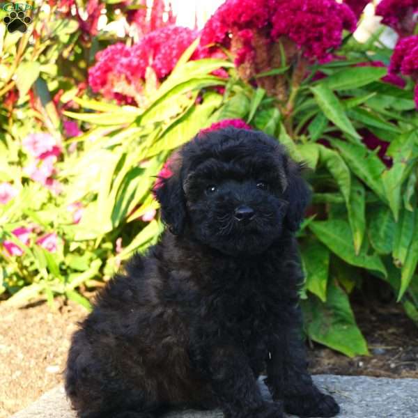 Arlo, Miniature Poodle Puppy