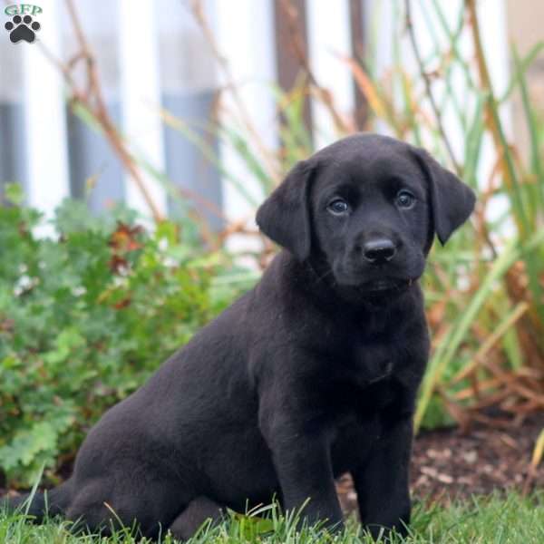 Arnie, Black Labrador Retriever Puppy