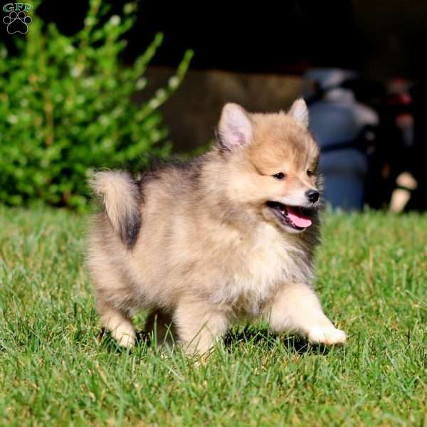 Arnie, Pomeranian Mix Puppy