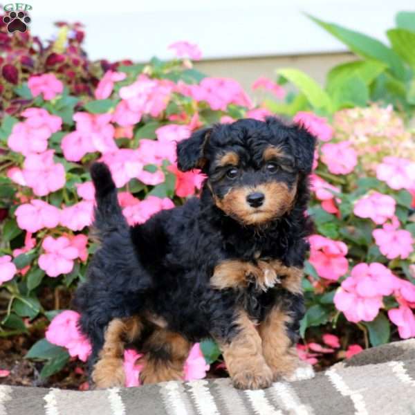 Arnie, Havapoo Puppy