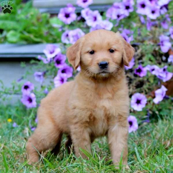 Arnie, Golden Retriever Puppy