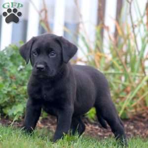 Arnie, Black Labrador Retriever Puppy