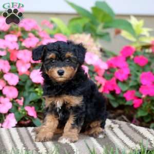Arnie, Havapoo Puppy