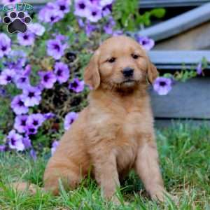 Arnie, Golden Retriever Puppy