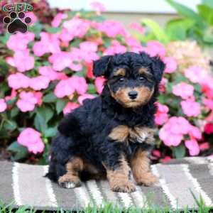 Arnie, Havapoo Puppy