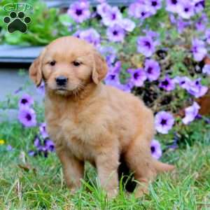 Arnie, Golden Retriever Puppy
