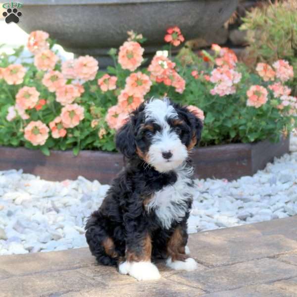 Artemis, Mini Bernedoodle Puppy