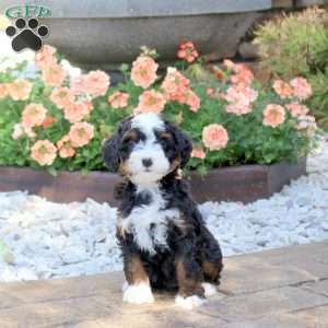 Artemis, Mini Bernedoodle Puppy