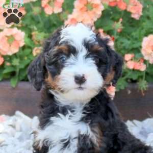 Artemis, Mini Bernedoodle Puppy