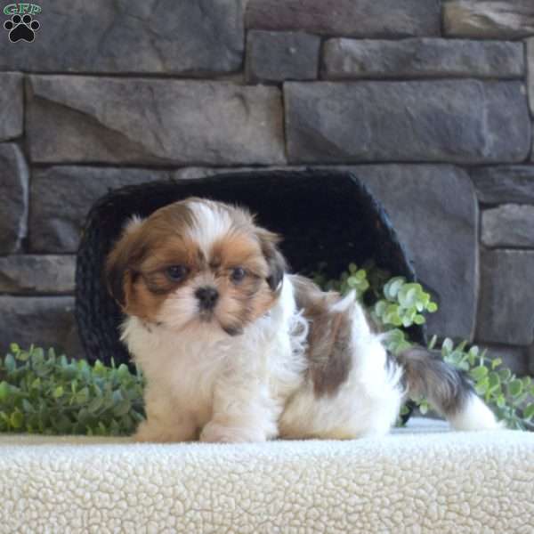 Arthur, Shih Tzu Puppy