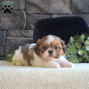 Arthur, Shih Tzu Puppy