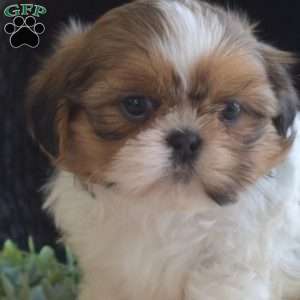 Arthur, Shih Tzu Puppy