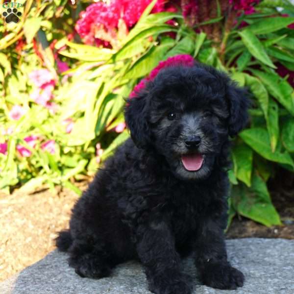Ash, Miniature Poodle Puppy