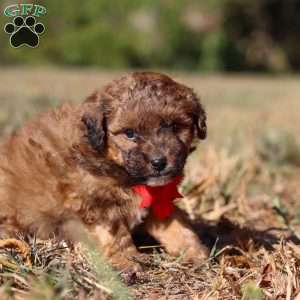 Asher, Havapoo Puppy