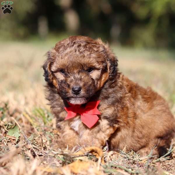 Asher, Havapoo Puppy