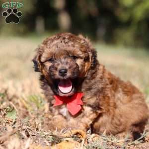 Asher, Havapoo Puppy