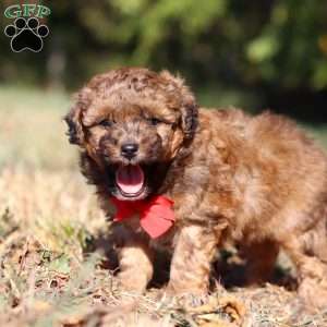 Asher, Havapoo Puppy