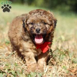 Asher, Havapoo Puppy