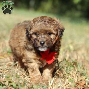 Asher, Havapoo Puppy
