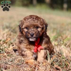 Asher, Havapoo Puppy