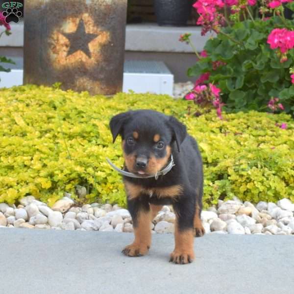 Asher, Rottweiler Puppy