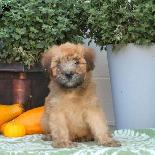 Asher, Soft Coated Wheaten Terrier Puppy