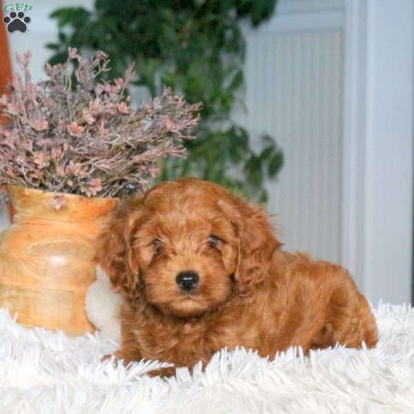 Asher, Cavapoo Puppy