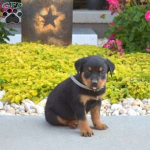 Asher, Rottweiler Puppy