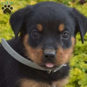 Asher, Rottweiler Puppy